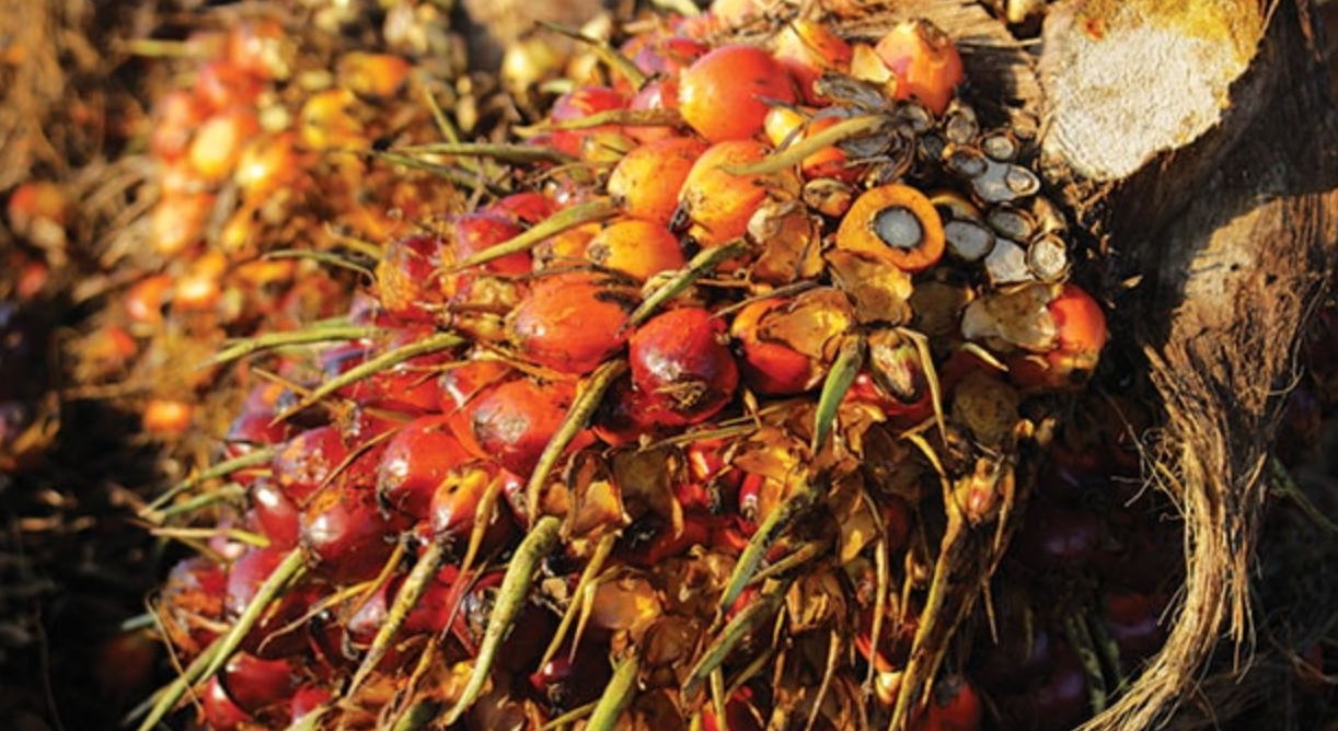 Kementerian Perladangan kemuka cadangan geran tanam semula kelapa sawit untuk diluluskan MOF – Fadillah