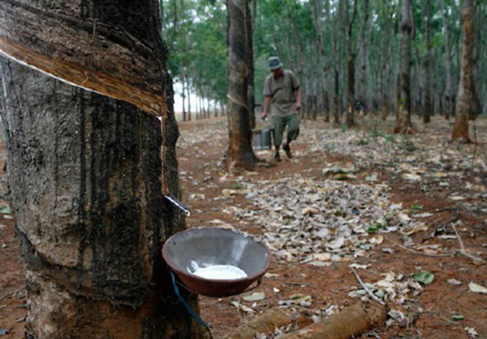 Kerajaan salur RM255 juta kepada pekebun kecil getah hadapi musim tengkujuh