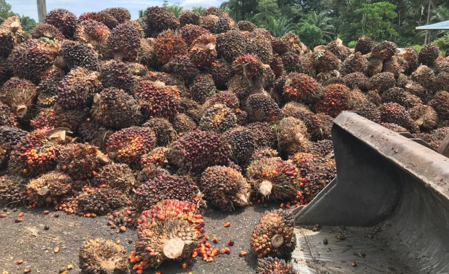 Belanjawan 2025: Kerajaan naikkan nilai ambang levi keuntungan luar biasa sawit