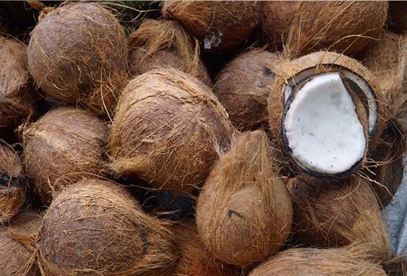 Kenaikan harga kelapa import Indonesia punca harga santan mahal